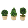 Boxwood Topiaries