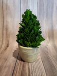 Boxwood Topiaries