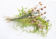 Natural Creeping Cedar
