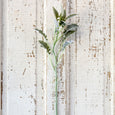 Dusty Miller Stem