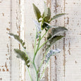 Dusty Miller Stem
