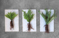 Faux Ferns With Exposed Roots