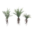 Faux Ferns With Exposed Roots