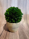 Boxwood Topiaries