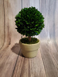 Boxwood Topiaries