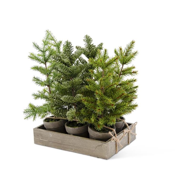 6 Assorted Potted Tall Pines 54676B