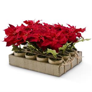 Assorted Potted Red Poinsettia