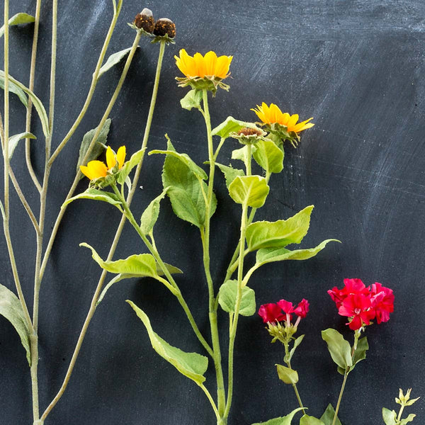 Sunflower Stem