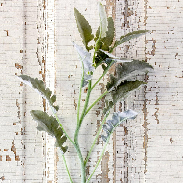 Dusty Miller Stem