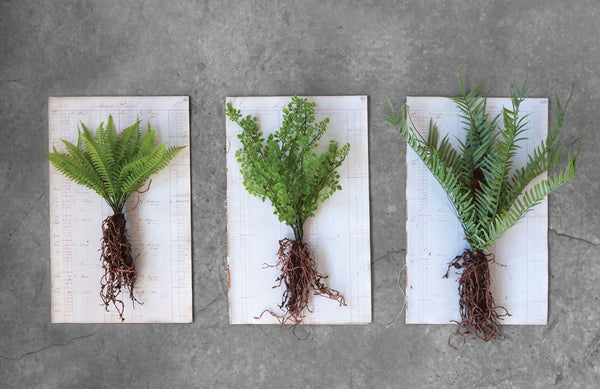 Faux Ferns With Exposed Roots