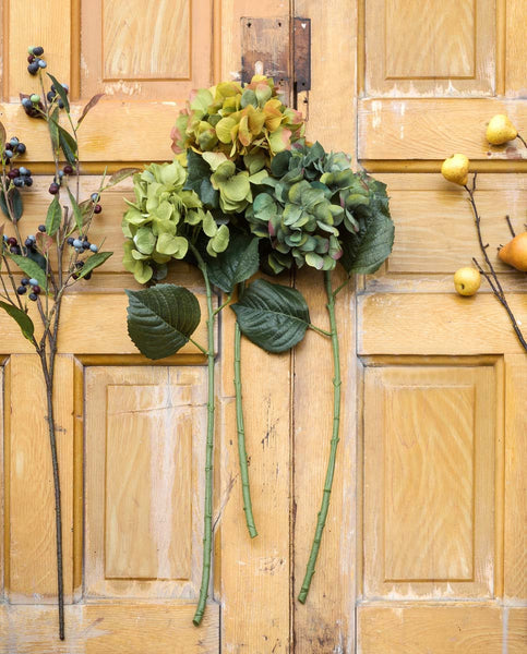 Late Season Hydrangeas